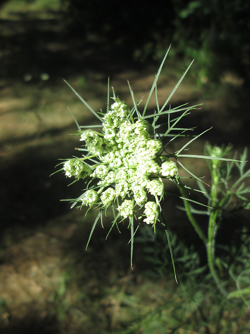 Daucus carota органы. Daucus carota клубень. Daucus carota с обозначениями. Daucus вода.