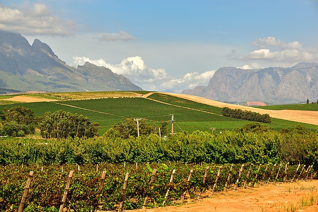Image: 20190202 Vineyards in Stellenbosch