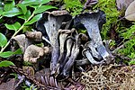 Thumbnail for Craterellus calicornucopioides