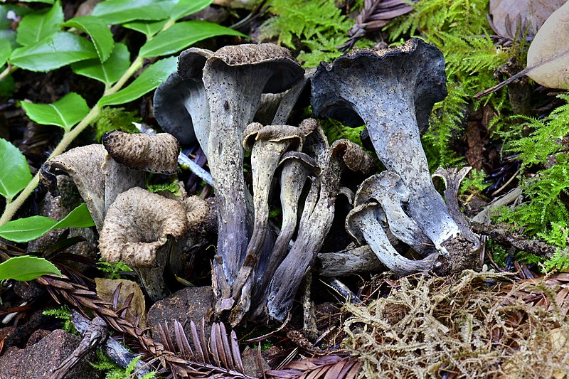 File:2020-03-08 Craterellus calicornucopioides D. Arora & J.L. Frank 1160155.jpg