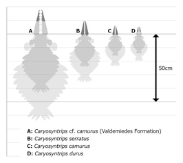 Caryosyntrips