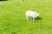 A view of sheep at Cilurnum along Hadrian's Wall in the United Kingdom.