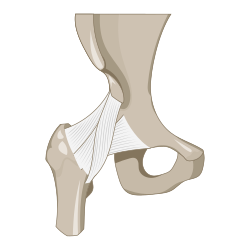 202109 anterior view of hip joint ligament.svg