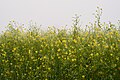 * Nomination: Iced canola flowers in Garching bei München with fog --FlocciNivis 09:08, 7 May 2023 (UTC) * * Review needed