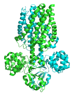 Magnesium transporter E