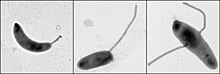 Diverse positioning of the stalks. Caulobacter crescentus (left, polar), Asticcacaulis excentricus (middle, sub-polar), and Asticcacaulis biprosthecum (right, bi-lateral). 330069 w296.jpg