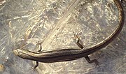 Thumbnail for Eastern three-lined skink