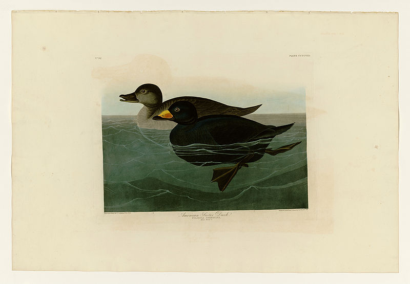 File:408 American Scoter Duc.jpg