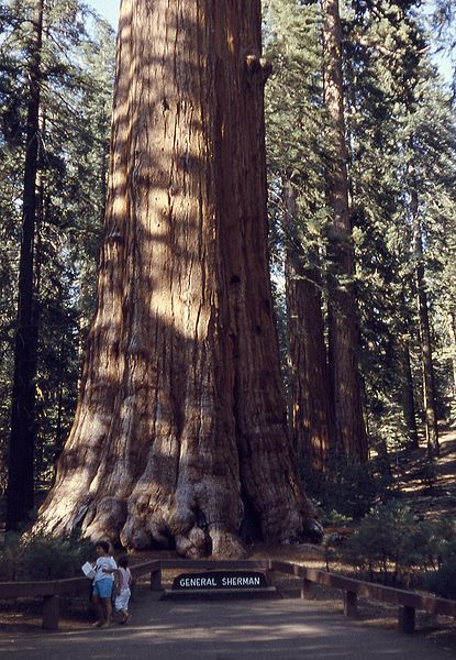 File:6209-GenShermanTree-SequoiaNatPark.jpg