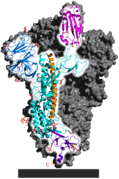SARS-CoV-2のスパイクホモトリマー。1つのサブユニットが強調して描かれている。ACE2受容体結合ドメインは紫色で表されている。