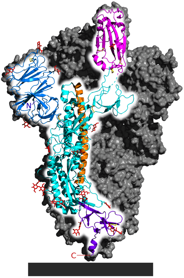 SARS-CoV-2 spike homotrimer focusing upon one protein subunit with an ACE2 binding domain highlighted