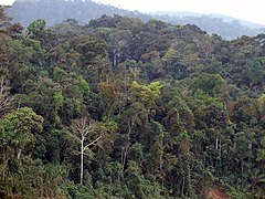 Peruvian Amazon