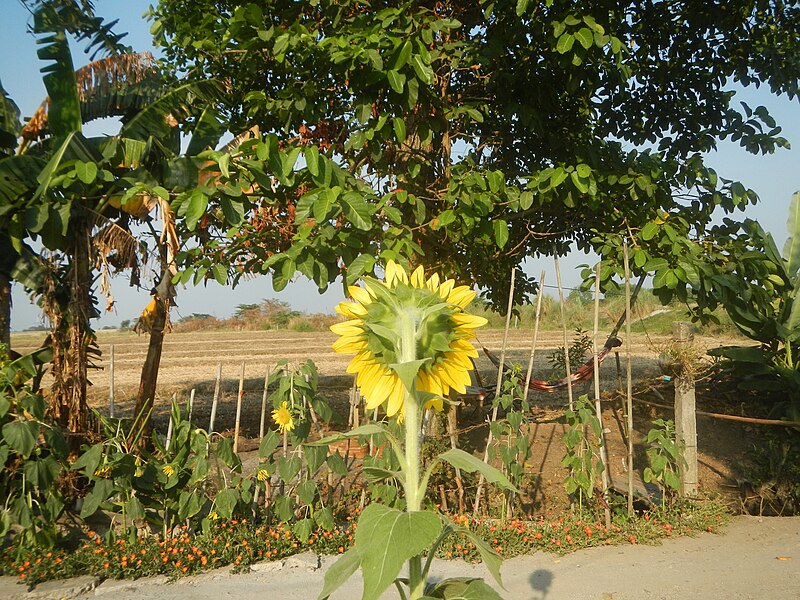 File:9944Bangkal Sunflowers in Bulacan 27.jpg