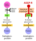 Vorschaubild für Asialoglycoproteinrezeptoren