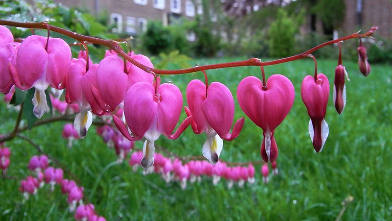 File:A Lamprocapnos spectabilis uf.jpg