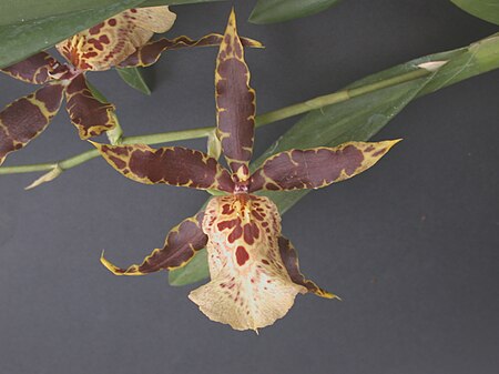 Tập_tin:A_and_B_Larsen_orchids_-_Dgmra_Flying_High_Stars_n_Bars_DSCN0735.JPG