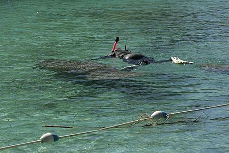 Tập tin:A snorkeler swims with florida manatee.jpg