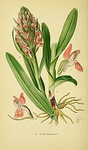 Tafel 28 Orchis incarnata Dactylorhiza incarnata