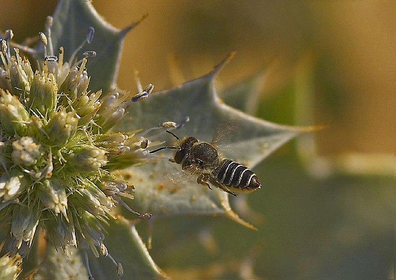 File:Abeja volando hacia el restaurante (840052395).jpg