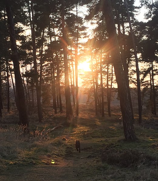 File:Abends in der Wahner Heide.jpg