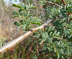 Description de l'image Acacia mellifera, Phalandingwe, a.jpg.