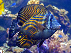 Red Sea sailfin tang - Wikipedia