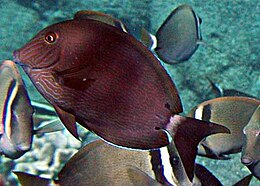 Mėlynjuostis jūrų chirurgas (Acanthurus nigroris)