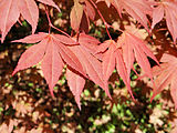 English: Acer palmatum Thunb atropurpureum in Arboretum Rogow Polski: Klon palmowy w odmianie purpurowej