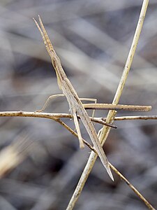 Acrida ungarica (Cone-headed grasshopper)