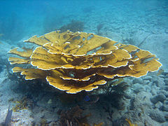 A. palmata en isla San John, islas Vírgenes, EE.UU.