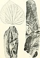 Additions to the flora of the Wilcox group (1922) (16771812822).jpg