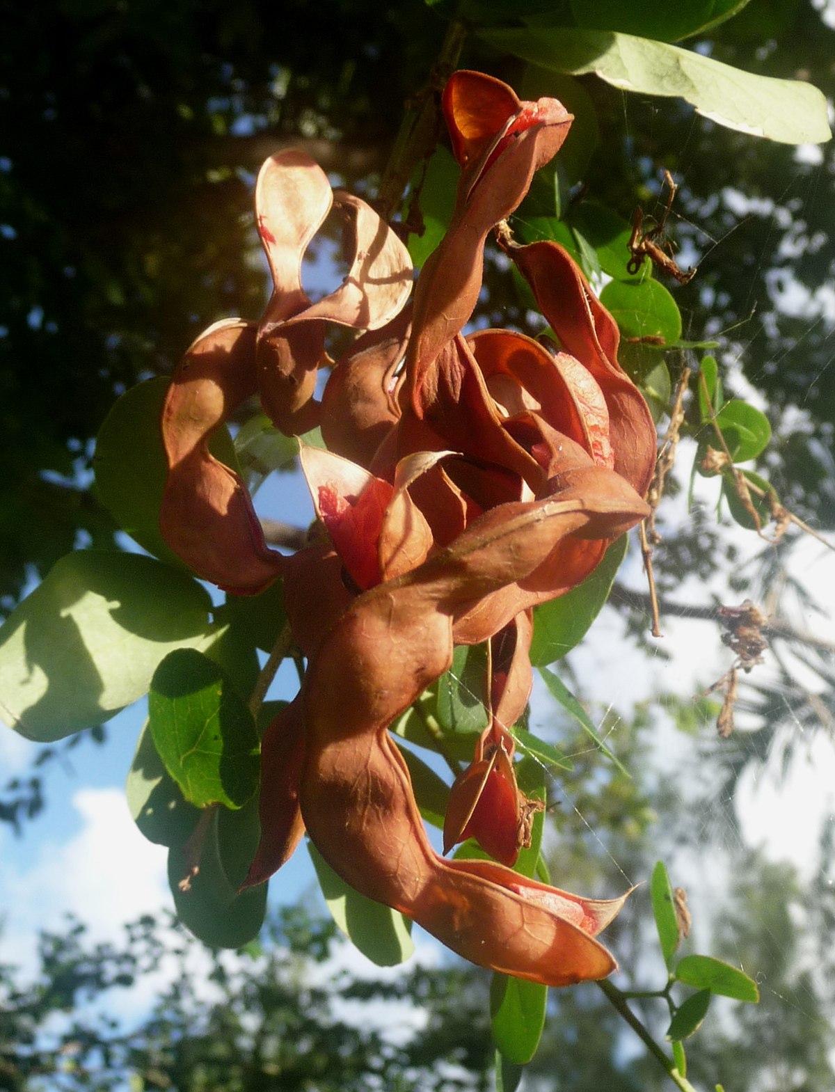 Red Sanders/Red Sandalwood - Avenue Trees – Exotic Flora