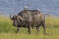 African buffalo (Syncerus caffer caffer) male with cattle egret.jpg