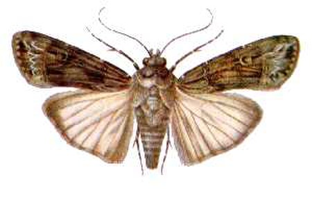 Tập_tin:Agrotis_ipsilon_(ento-csiro-au).jpg