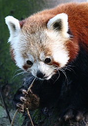 العلامات المميزة على وجه الباندا الأحمر، كما يمكن ملاحظة استخدام الباندا الأحمر لقدميه الأماميين في تناول الطعام
