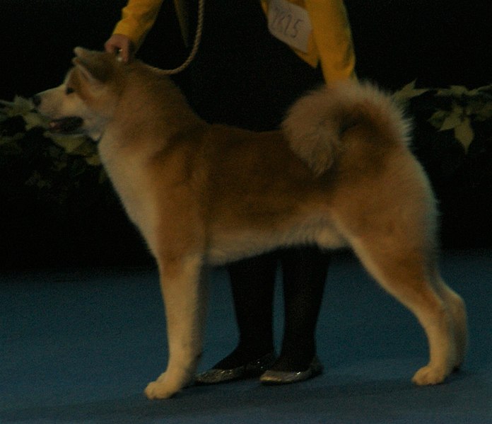 File:Akita-red3.jpg