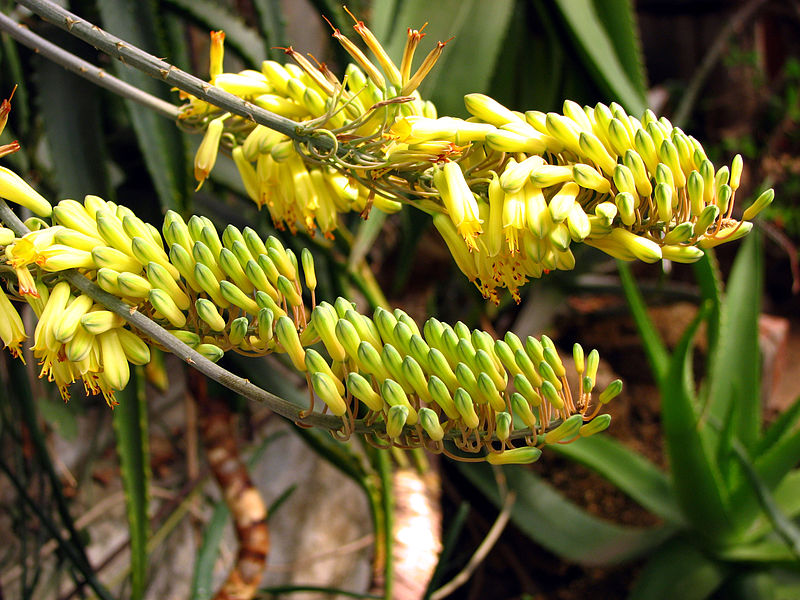 File:Aloe officinalis (inflorescence) 01.JPG