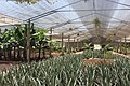 Aloe vera farm Tenerife 6.jpg