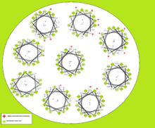 Alpha helix wheel diagram of TMEM241 isoform 1 showing hydrophobic and hydrophilic region interactions with lipid membrane. Alpha helix wheel diagram.png