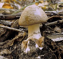 Amanita brunnescens.jpg