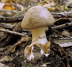 Amanita brunnescens: fotografijŏ