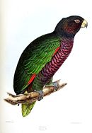 Zelený papoušek s fialovým spodkem, tmavofialovou hlavou a tmavě fialovým šípem