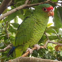 アカソデボウシインコ