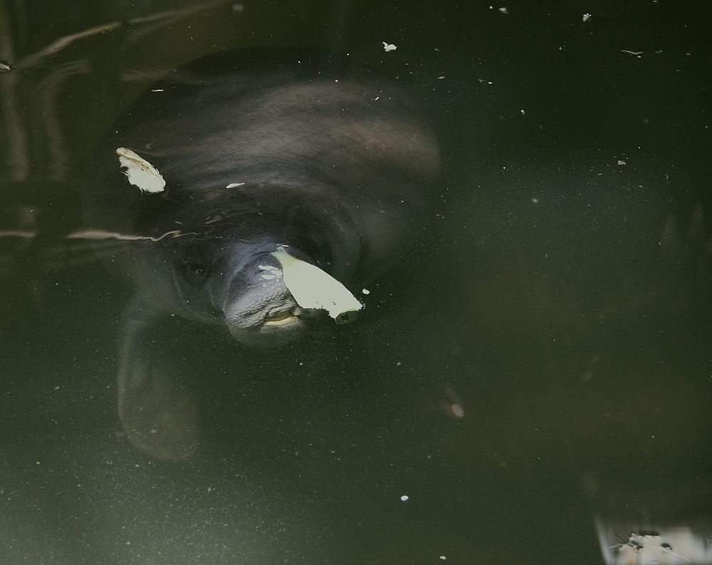 A Amazonian manatee gets as old as 30 years