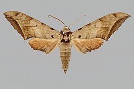 Ambulyx lahora