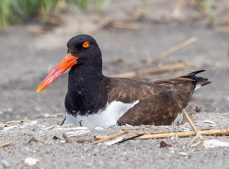 File:American oystercatcher on a nest on Fort Tilden beach (93772).jpg