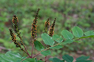 <i>Amorpha nitens</i> Species of legume