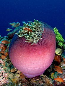 Amphiprion perideraion (Pink anemonefish) in Heteractis magnifica (Magnificent sea anemone).jpg