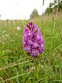 Anacamptis pyramidalis France - Fort Louis