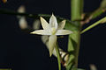 Angraecum erectum